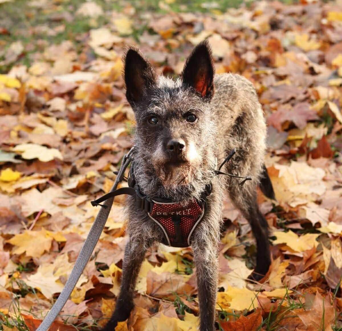 Charlie Is Looking for a Loving Home