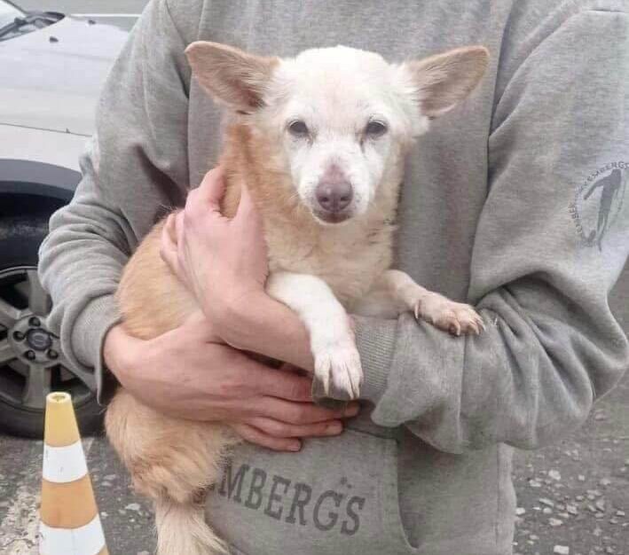 Not Every Dog Is Easy — But He Matters