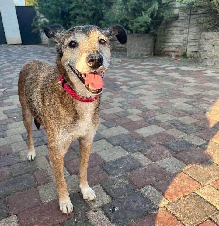 Chico Is Waiting for a Quiet, Loving Home