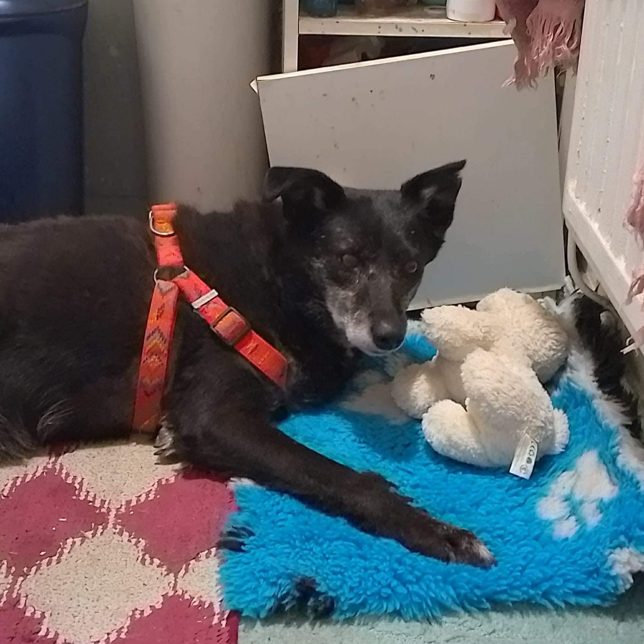 Rozina Is Finally Home After 13 Years