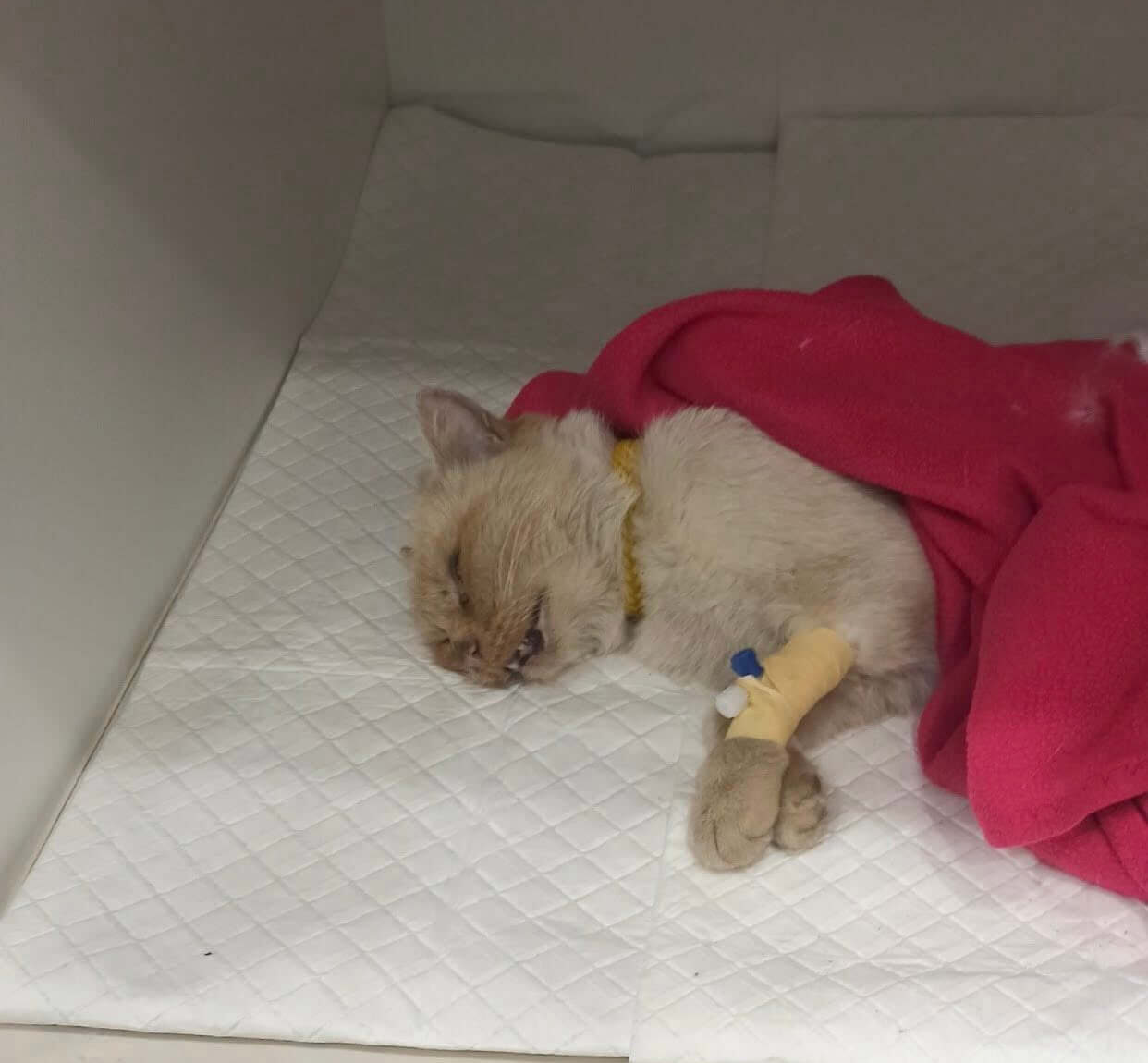 She Didn’t Make It — But Others Still Can