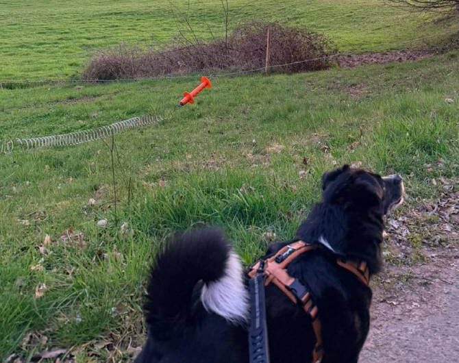 A New Life in Bloom: Vishi’s Happy Days in Germany