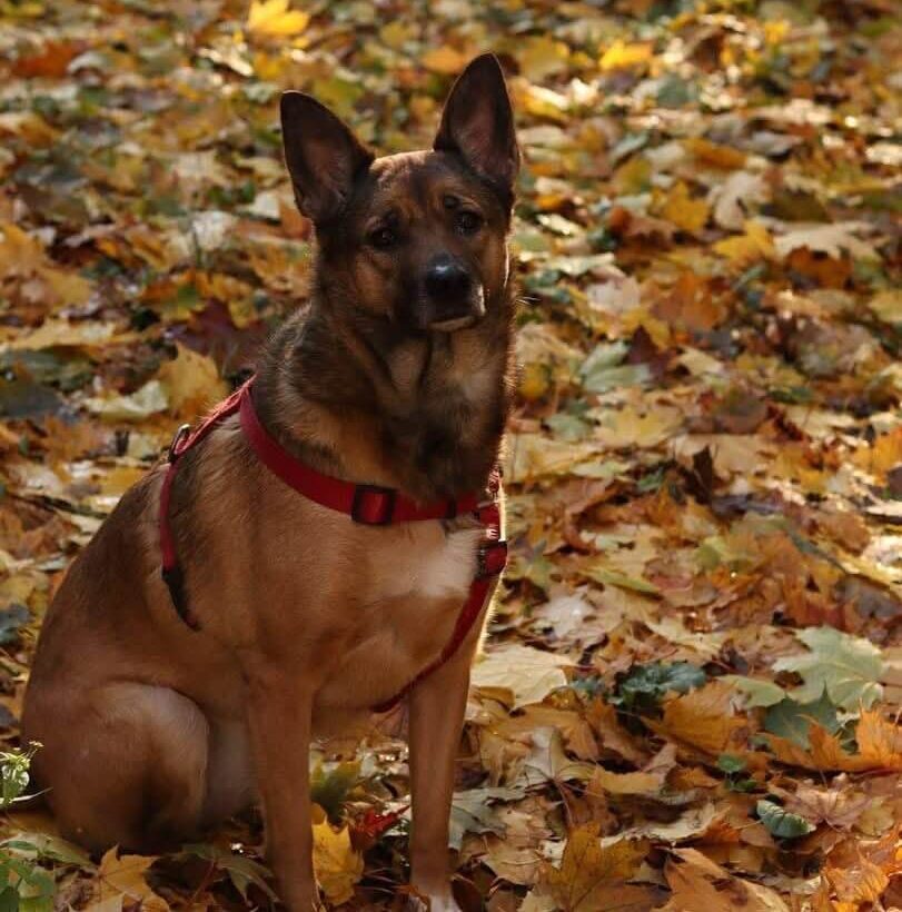 Big Heart, Big Energy: Aiya Is Ready for Her Forever Home