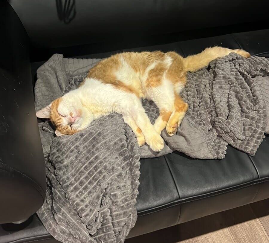 Rambo Is Fighting for His Life — He Needs Your Help Now