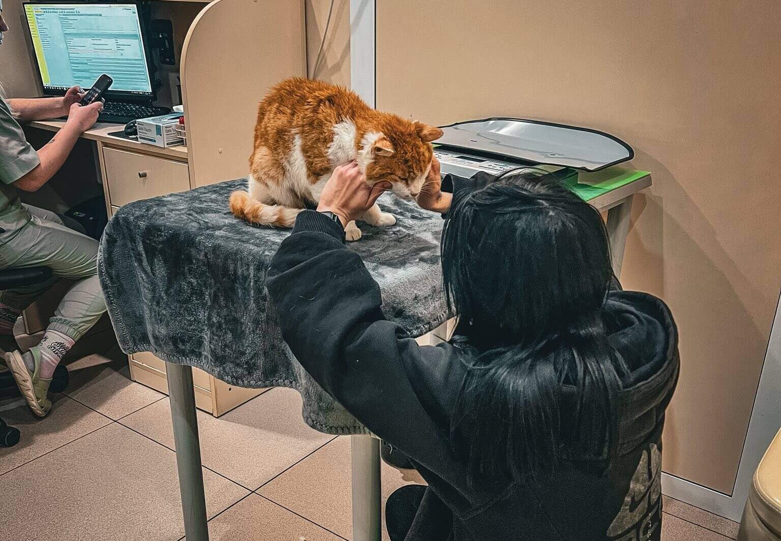 Urgent: Rambo Needs Help to Survive