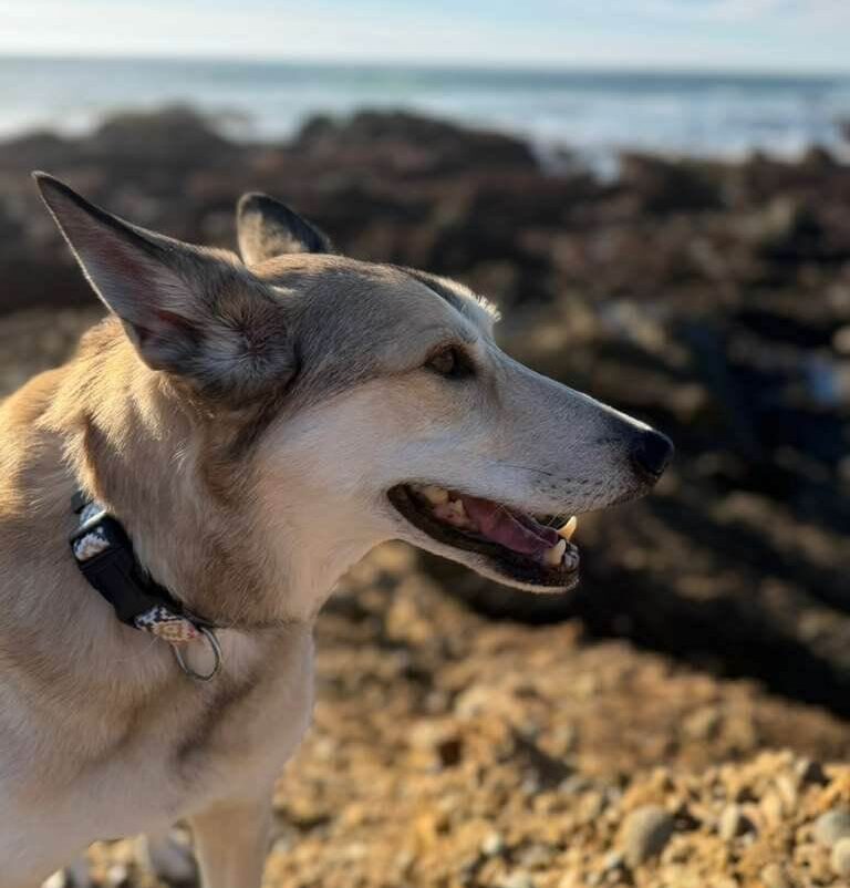 From Rescue to a Dream Life: Keksa’s Happy Ending