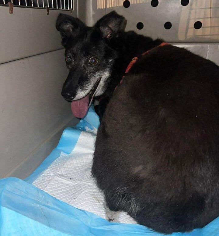 Rozina’s Journey Home: A Rescue Story