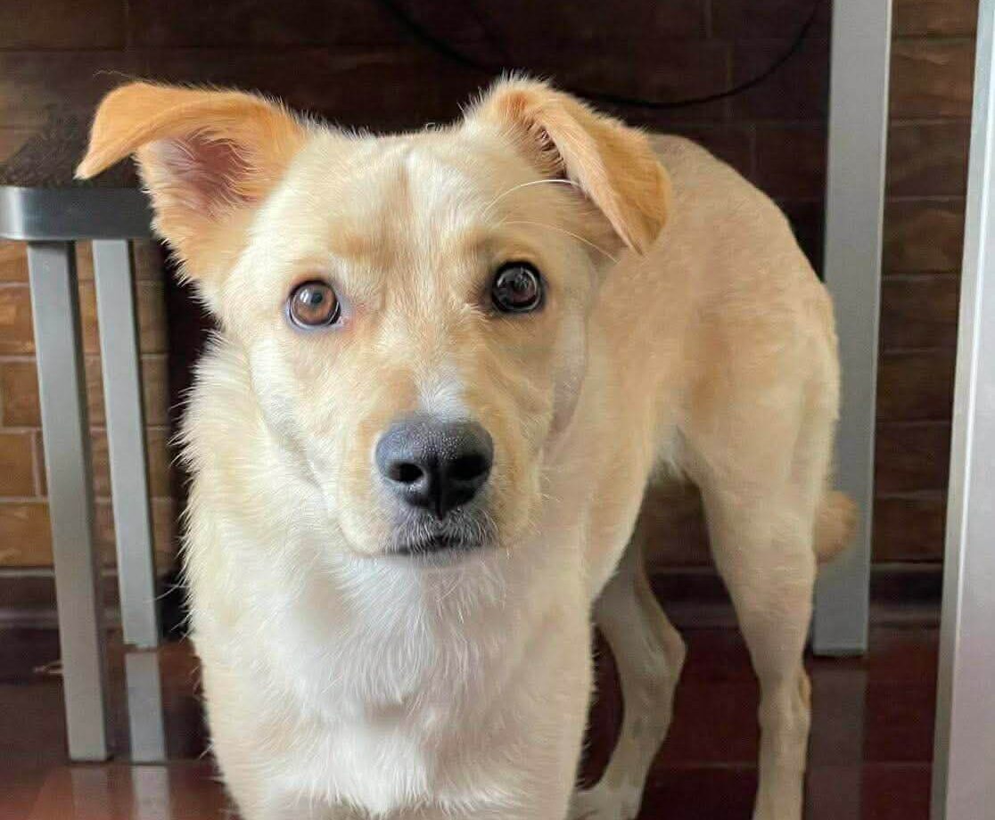 Give Lucky the Safe Home He Deserves