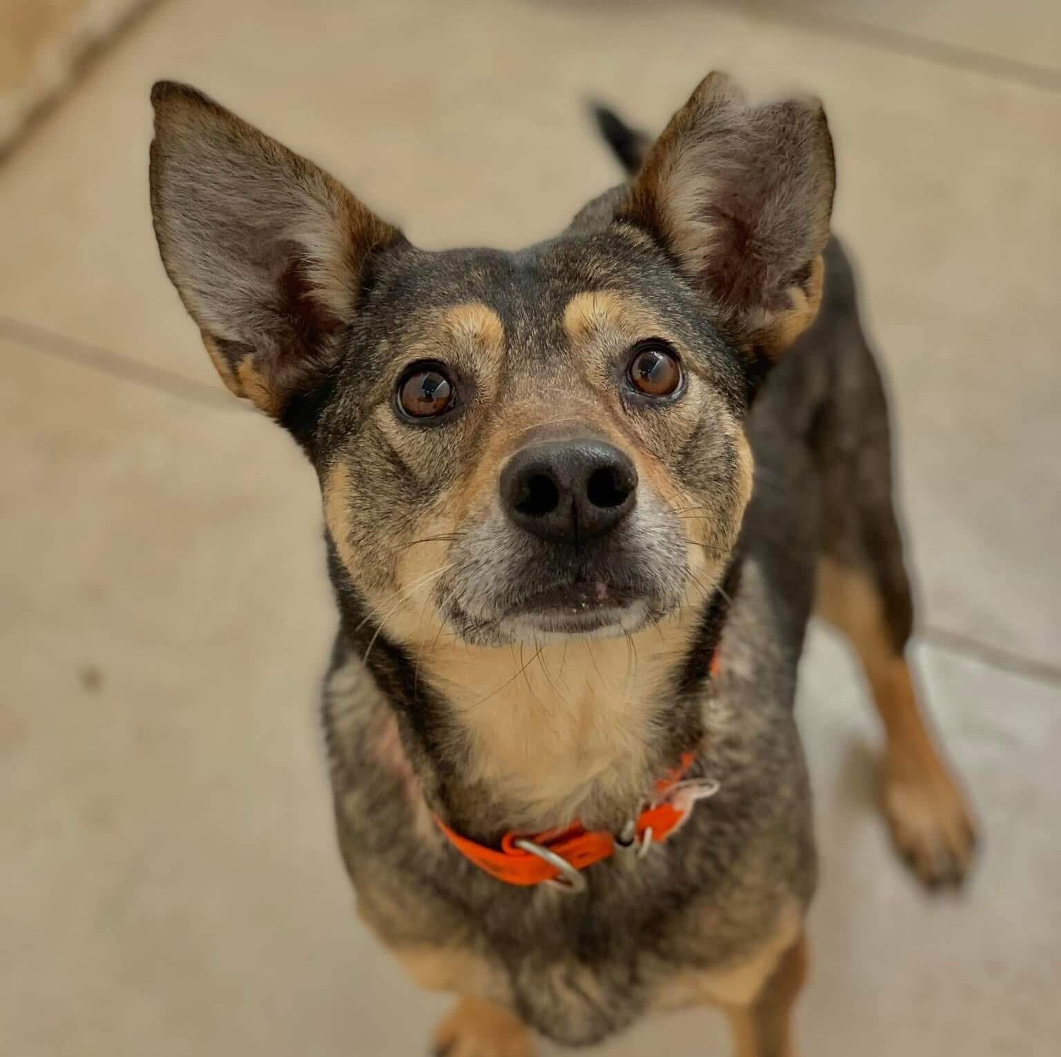 Laska Is Waiting for Love and a Real Home
