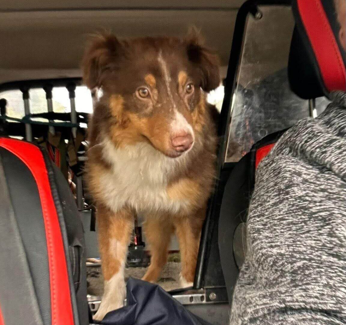 Frodo Is Finally Safe and Home