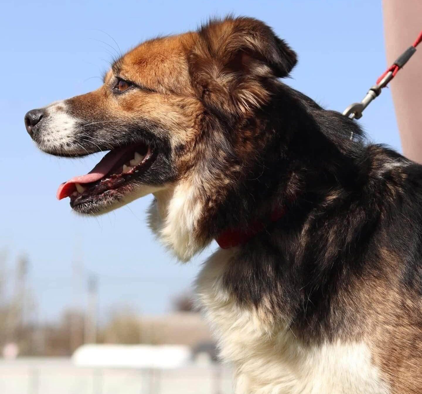 Dakota Is Waiting for a Quiet Forever Home