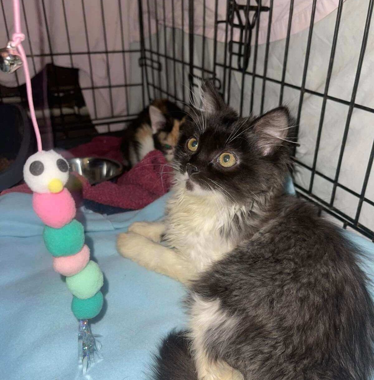 Help Us Feed Our Cats This Month