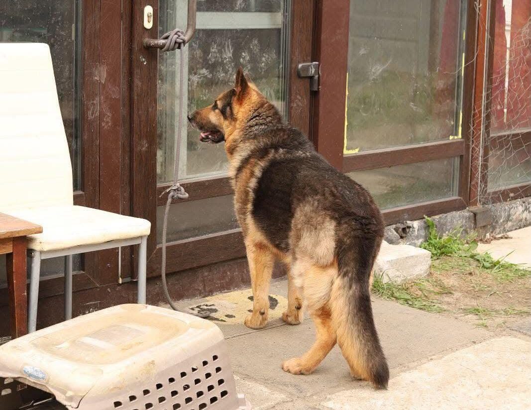 Keiko’s Rescue: From Danger to Healing