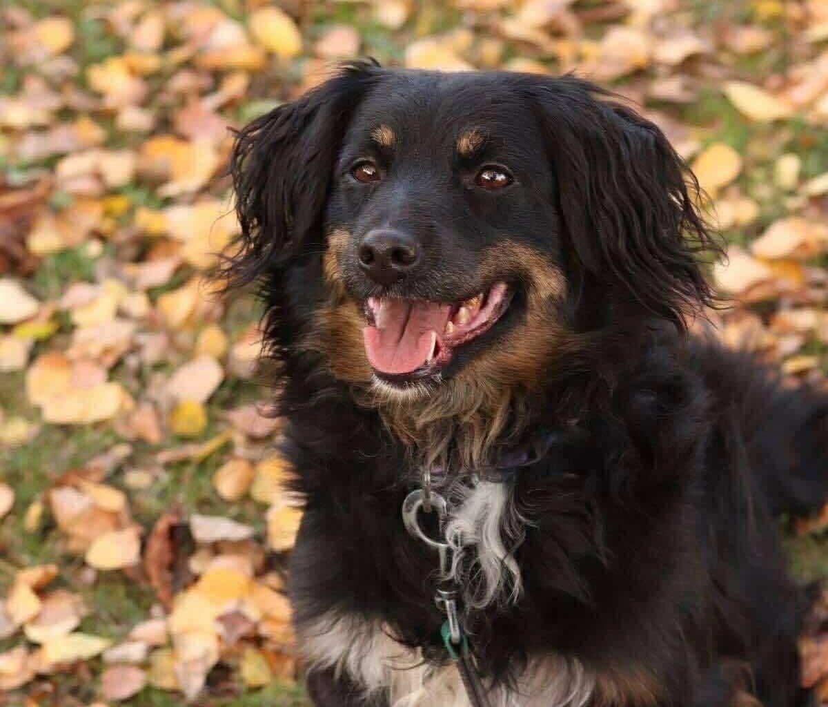 Meet Bala: A Gentle Soul Waiting for a Home