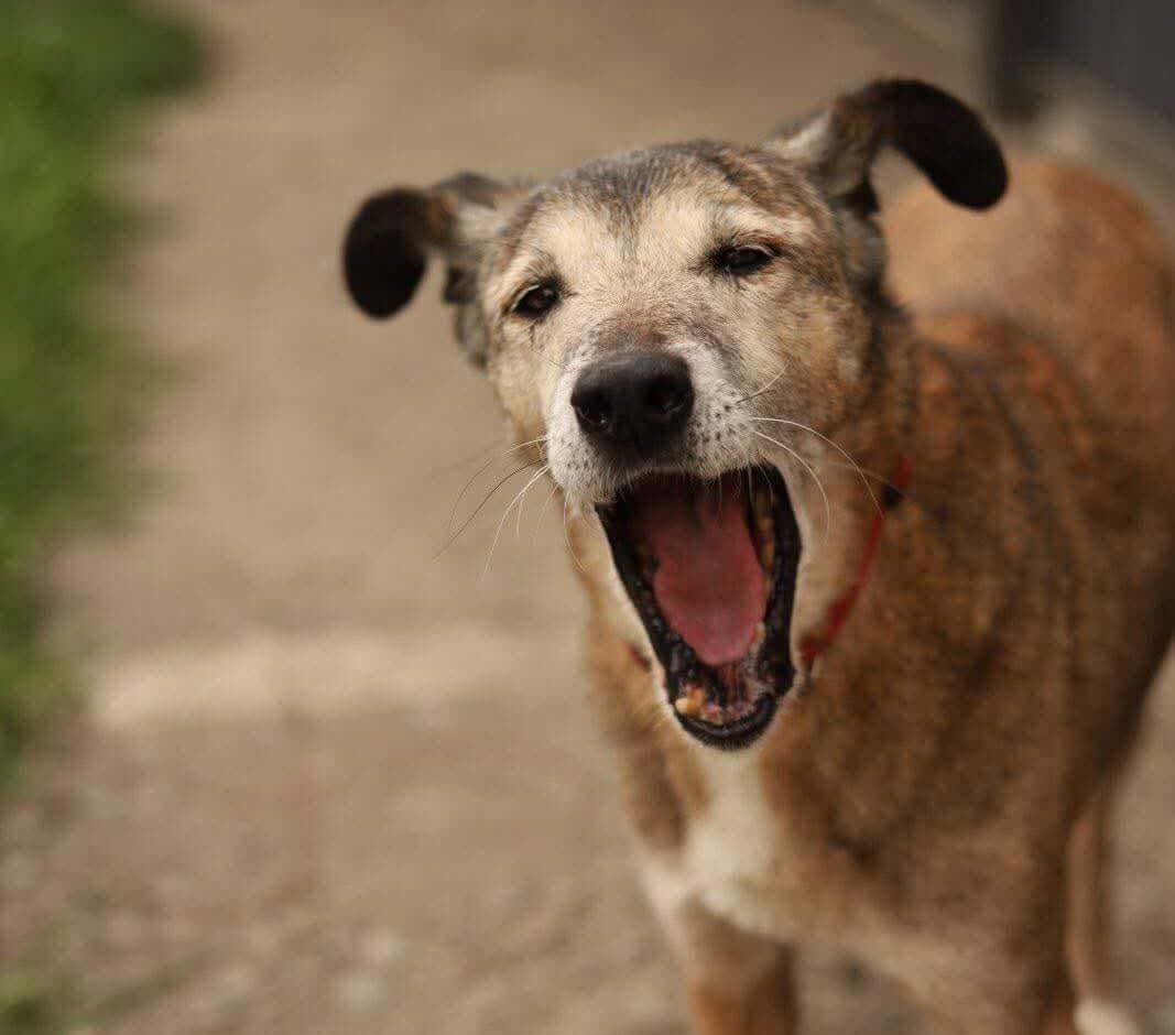 Chicco’s Journey: From Fear to a Forever Home