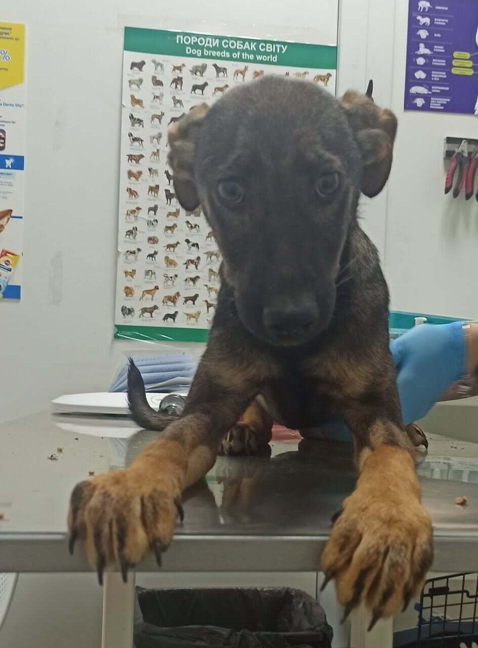 A Healthy Future: Vaccination Day for Four Rescues