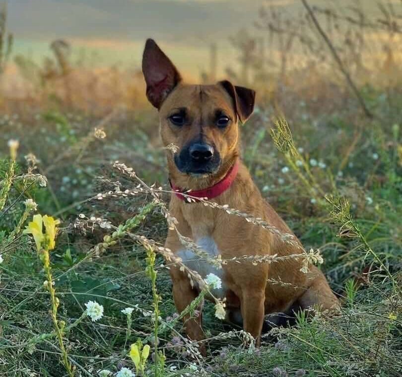 Meet Kleopatra: A Little Survivor Looking for Love