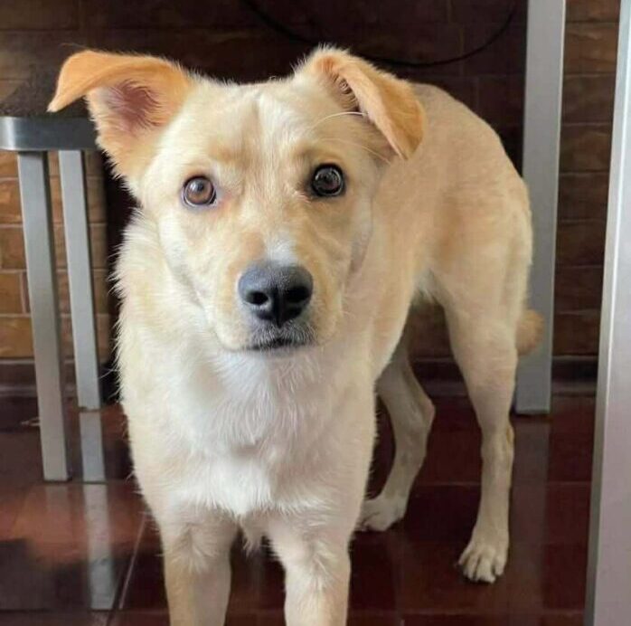 Lucky Is Searching for a Safe and Loving Home