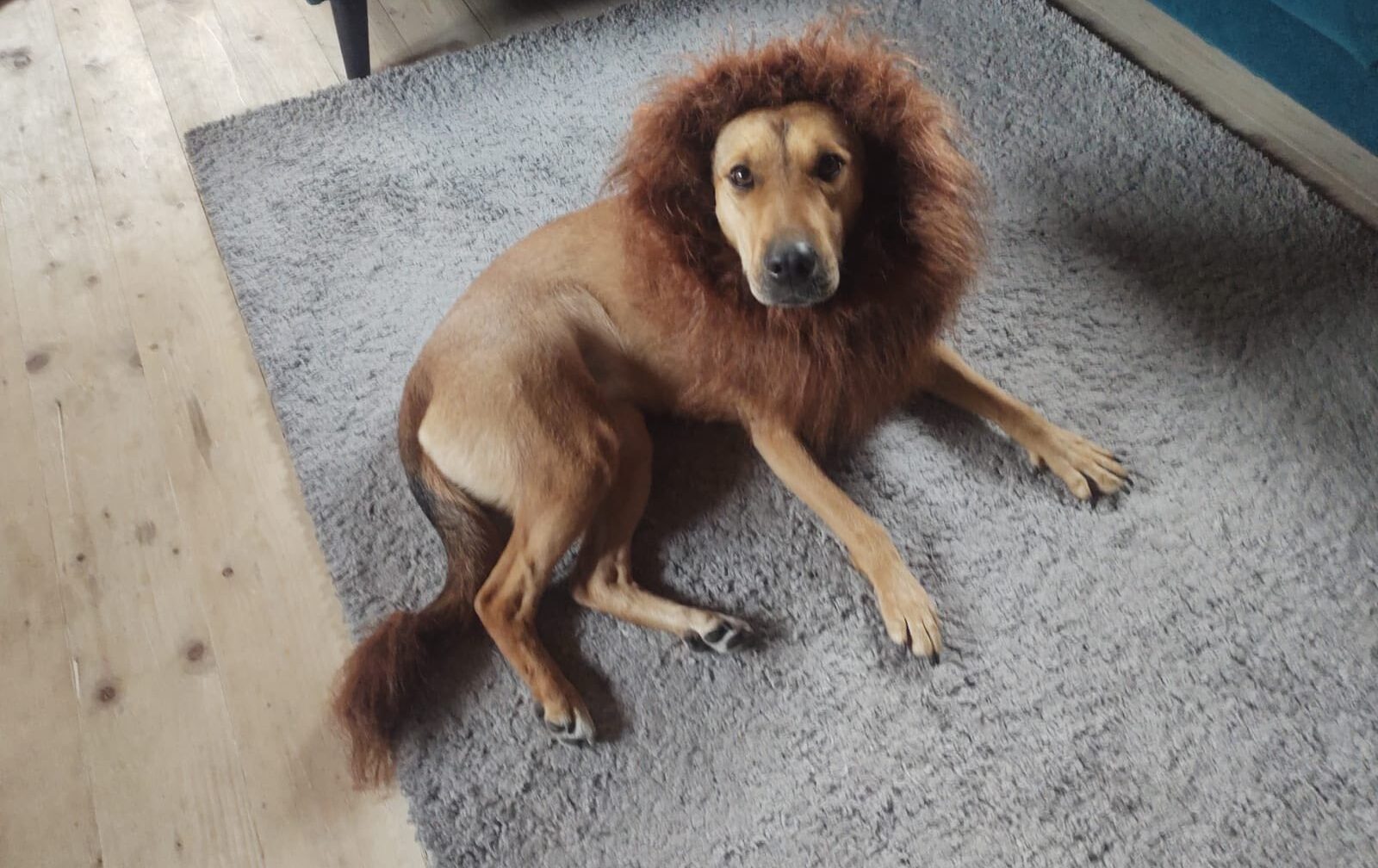 From Street Puppy to Little Lioness