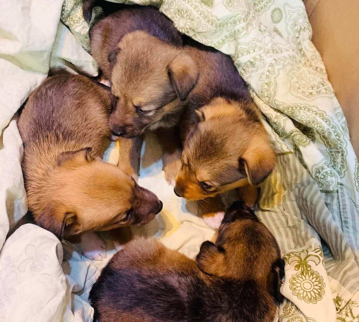 Six Abandoned Puppies. One Chance to Survive. They Need Us Now.