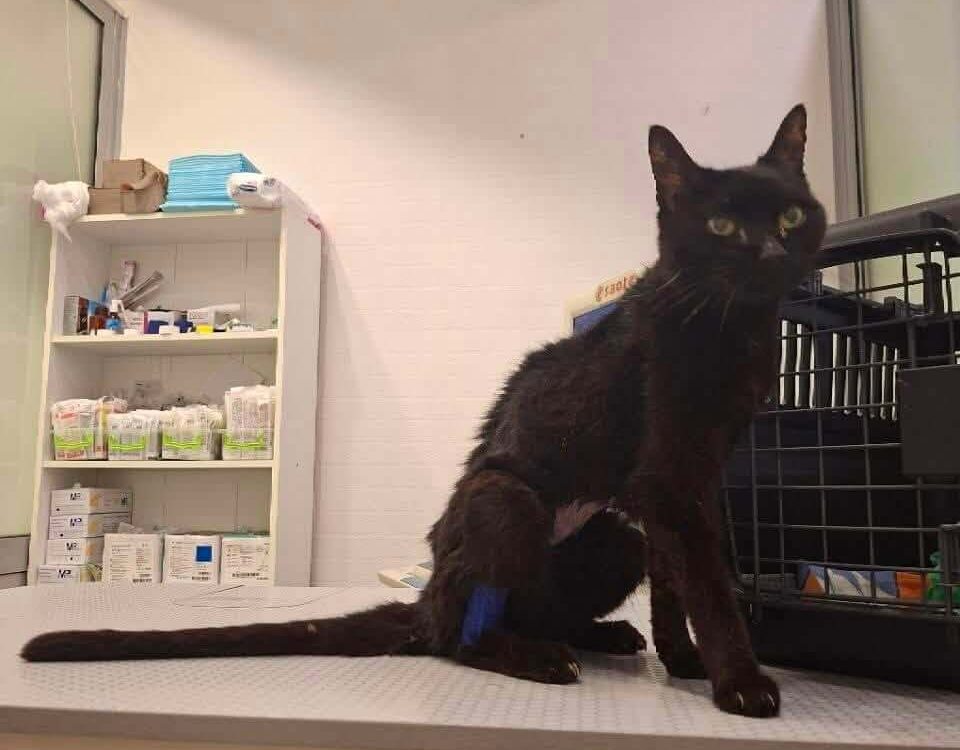 Scratch Is Fighting Lymphoma. He Needs Your Help to Keep Fighting.