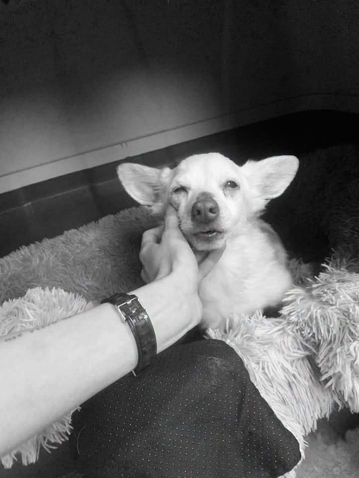 Goodbye, Sweet Kraken. You Will Always Be Loved.