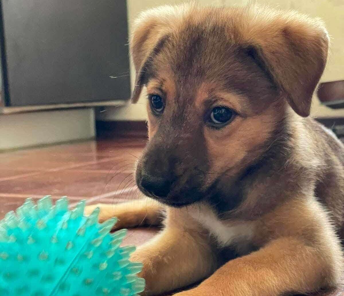 Meet Kusya: The Little Puppy with the Biggest Heart