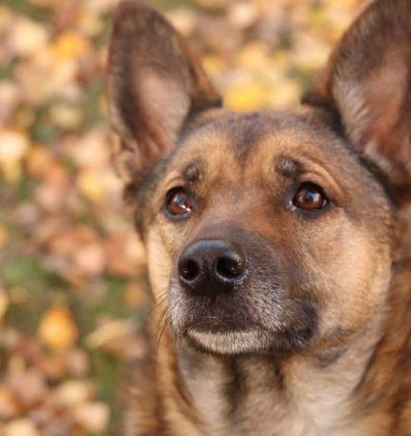 Meet Aiya: A Smart, Energetic Rescue Dog Looking for Her Forever Home