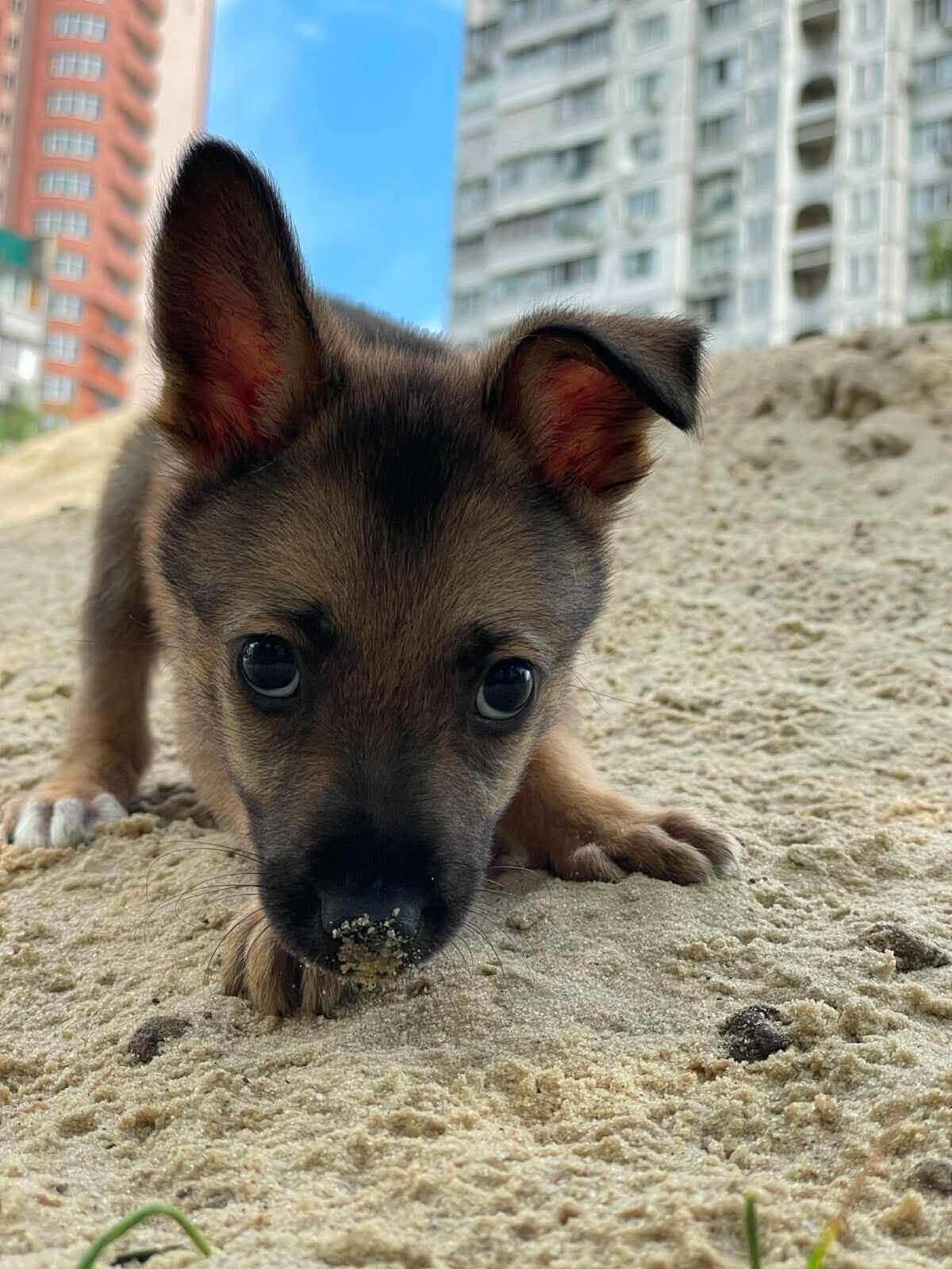 Our Shelter Is Running Out of Time — 30+ Rescue Animals Need Your Help