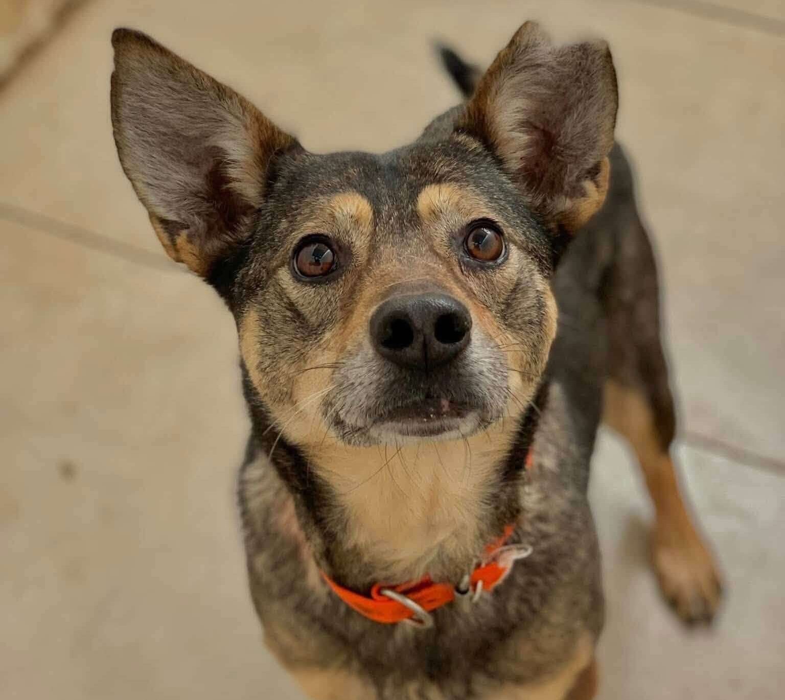 Meet Laska — A Loving War Survivor Waiting for the Family She Deserves