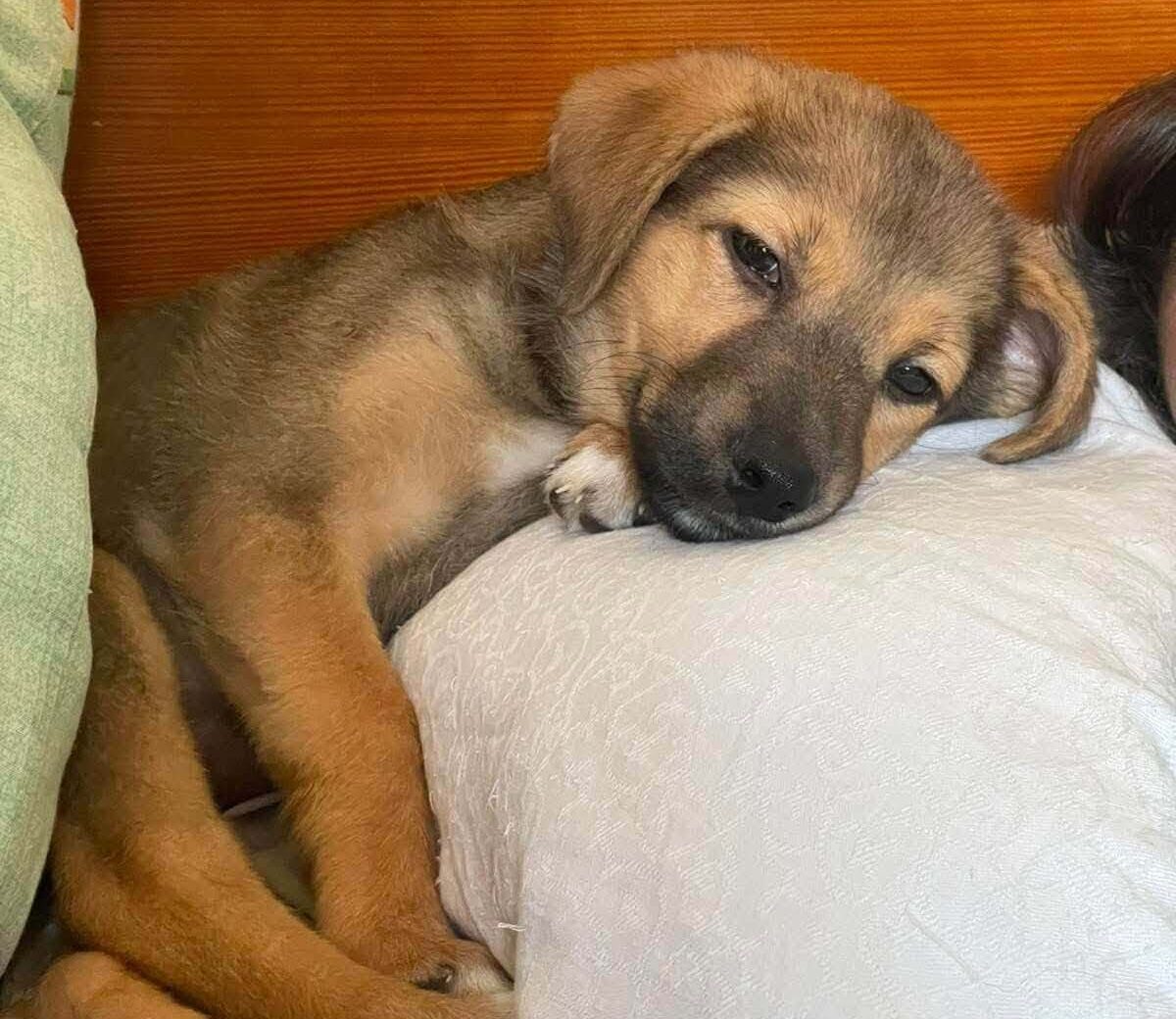 Meet Kusya — A Tiny Puppy With a Huge Heart Looking for Her Forever Family