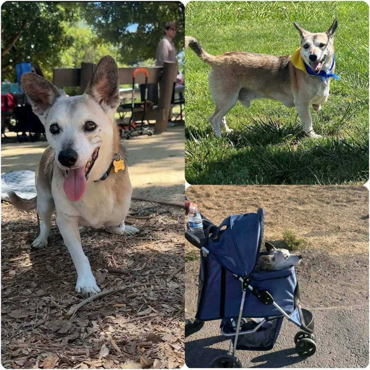 Goodbye, Sweet Shumka — A Brave Survivor Who Found Love