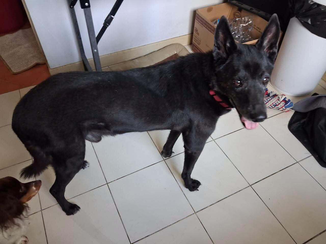 Vasya's Incredible Second Chance: From a Chain in Ukraine to a Happy Life in Europe