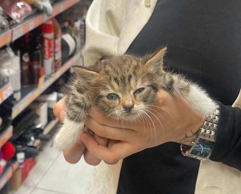Our Animal Shelter Is at Risk of Closing – Help Save Over 30 Rescue Animals in Ukraine
