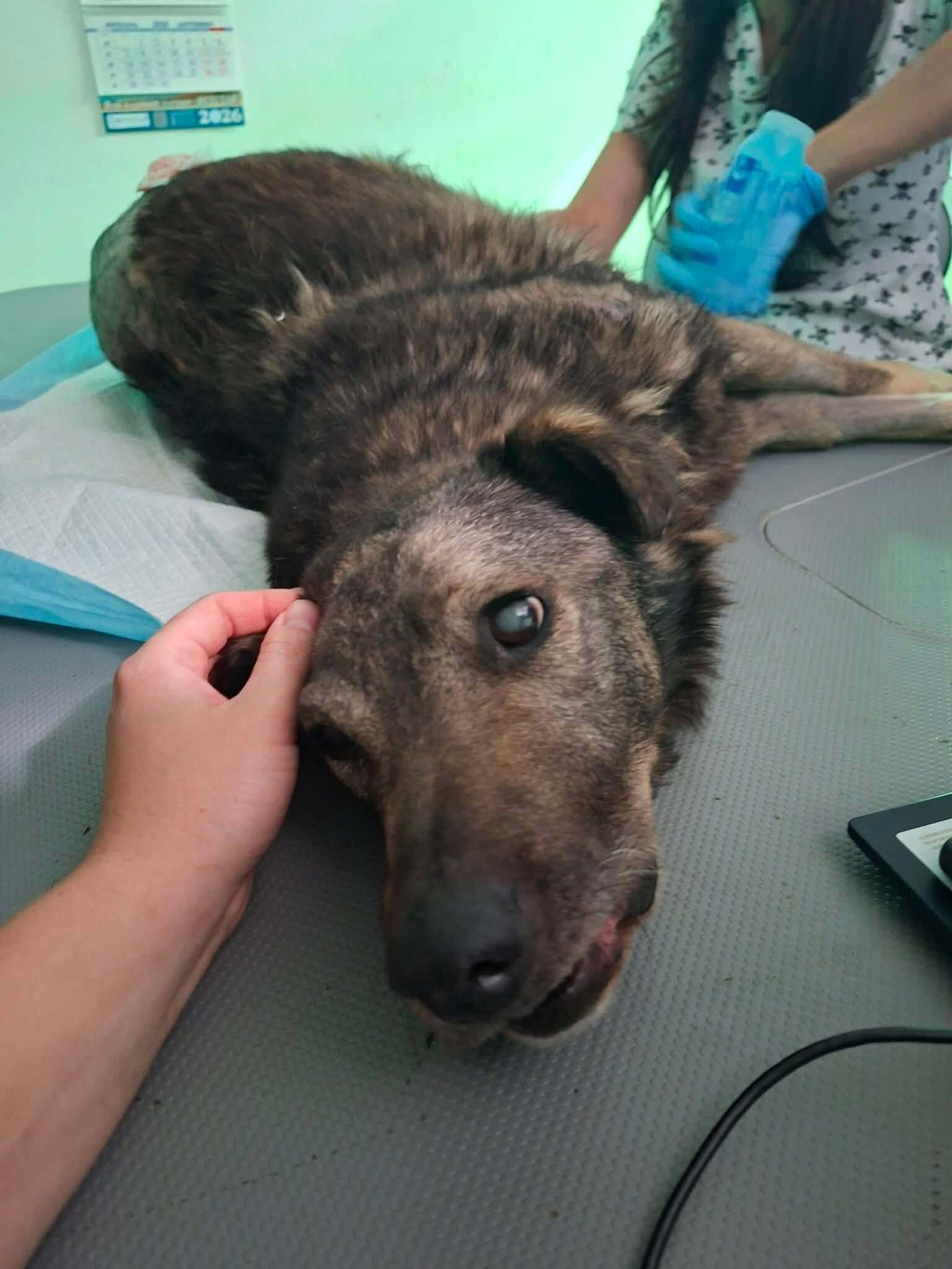 Druzhok Needs Our Help: A Difficult Day at the Vet