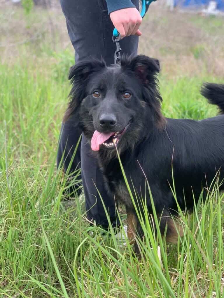 Ayumi’s Second Chance: A Gentle Survivor Searching for a Family to Call Her Own