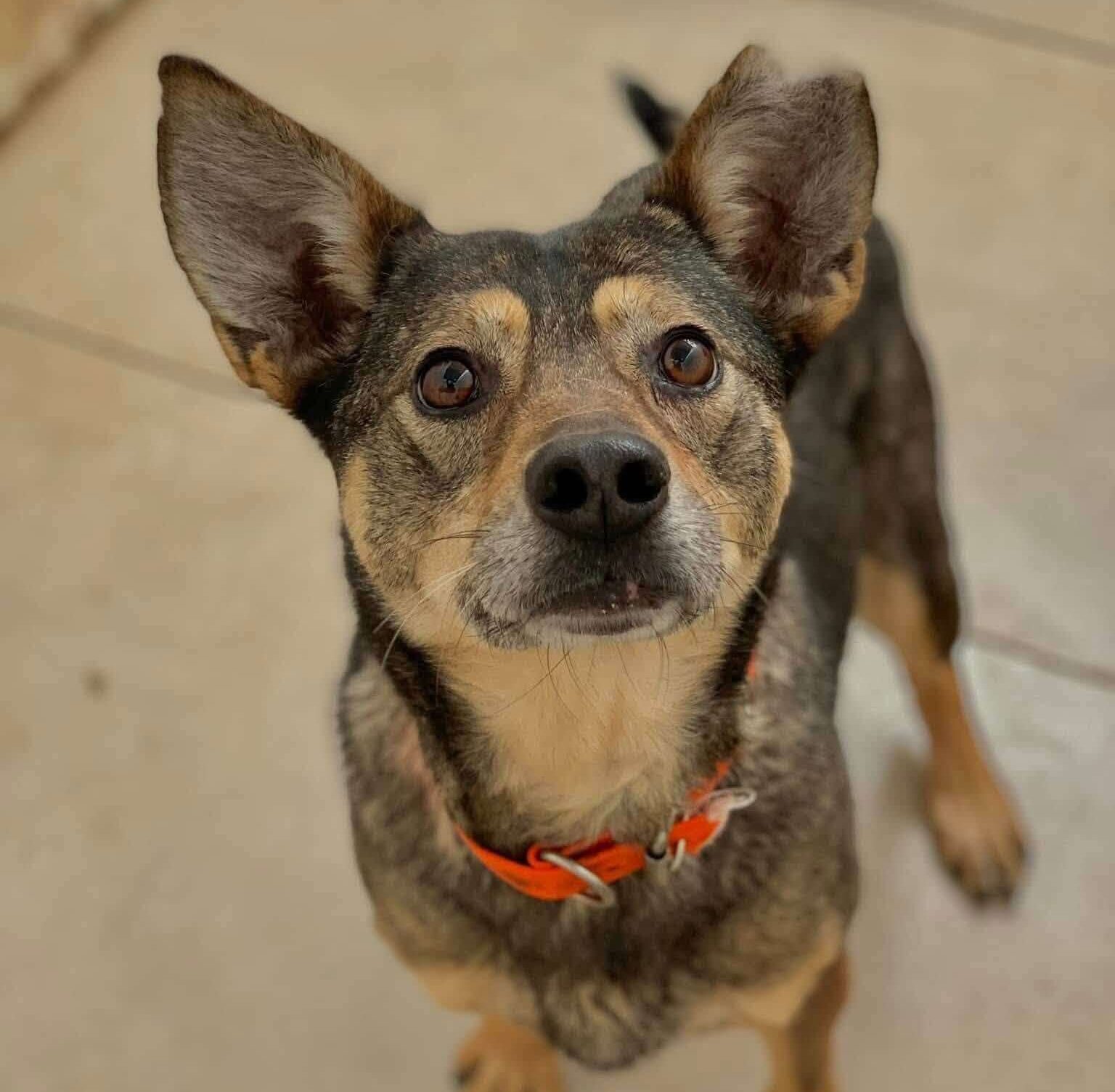 Meet Laska: A Gentle Rescue Dog Looking for Her Forever Home