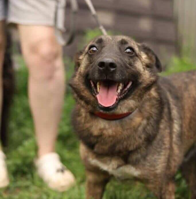 Tygryk Is Waiting for Someone He Can Finally Call His Person