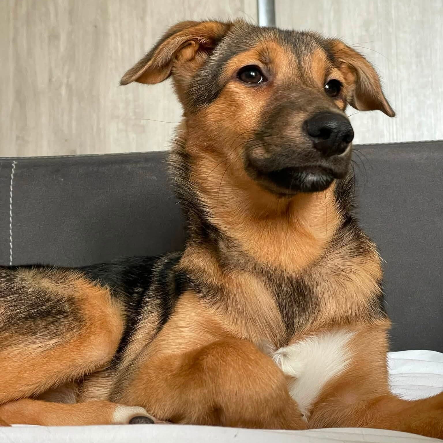 Meet Kusya — A Tiny Bundle of Love Waiting for Her Forever Family!
