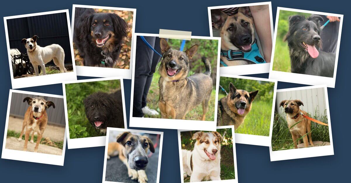 Dog available for adoption