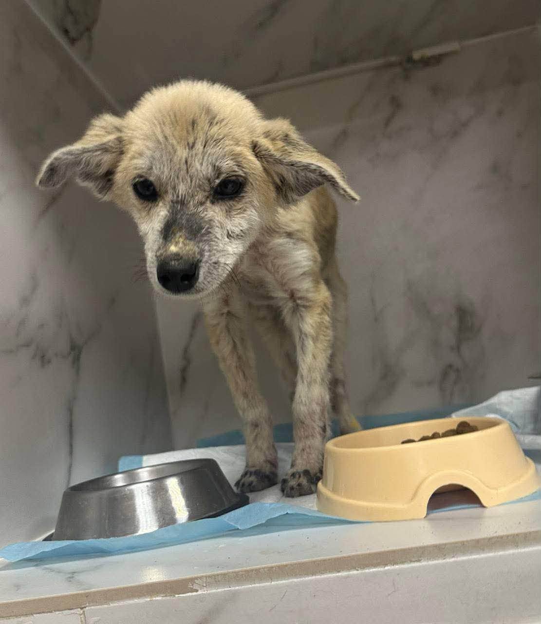 Help This Little Puppy Heal