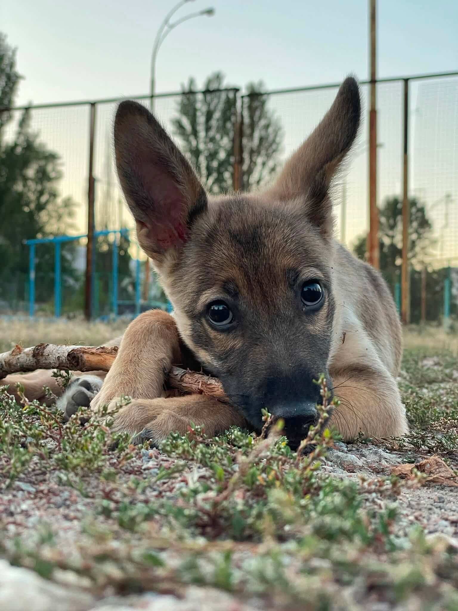 Meet Lilu: A Little Puppy Ready for Love