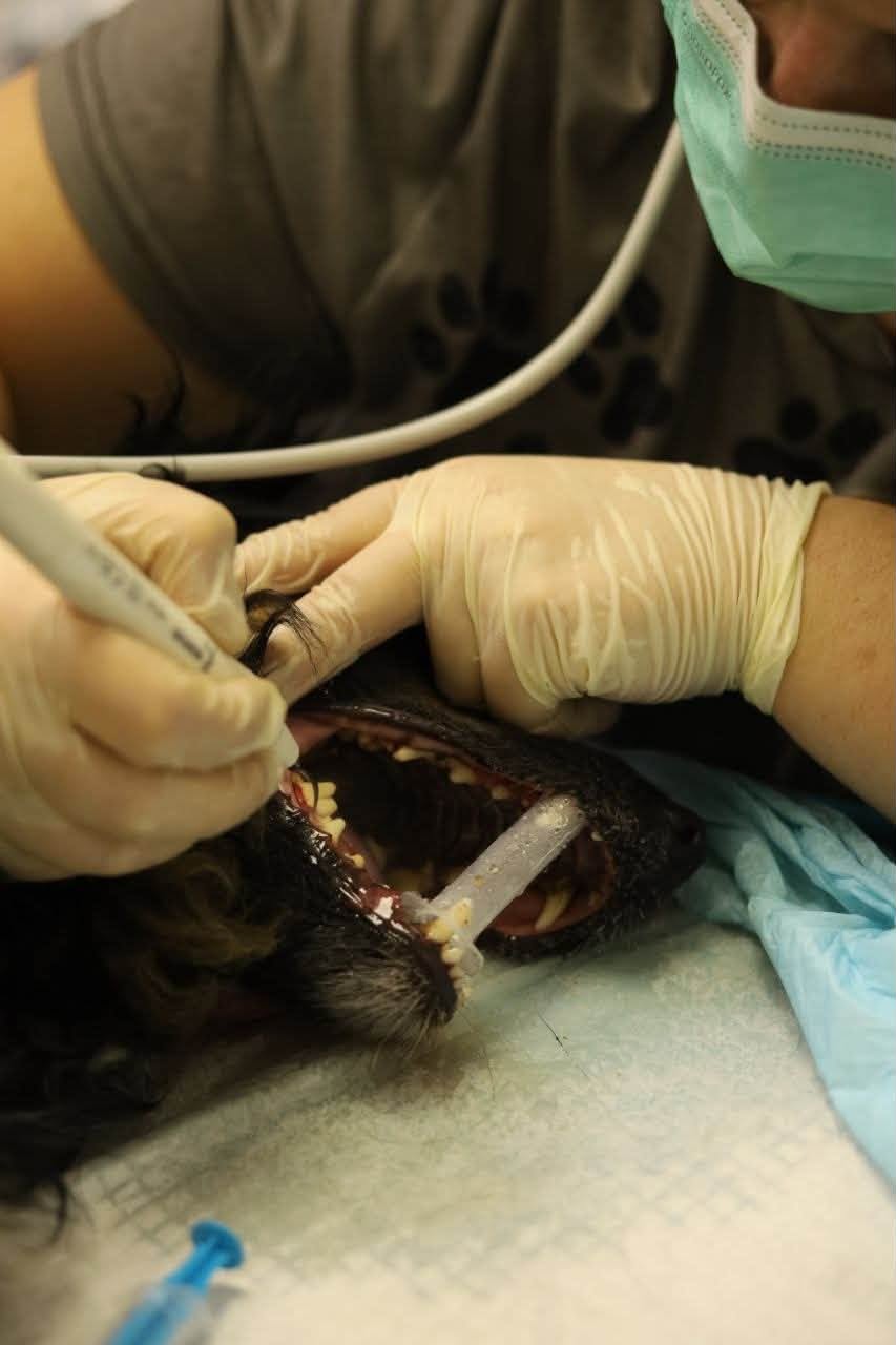 Healthy Smiles for Our Shelter Dogs
