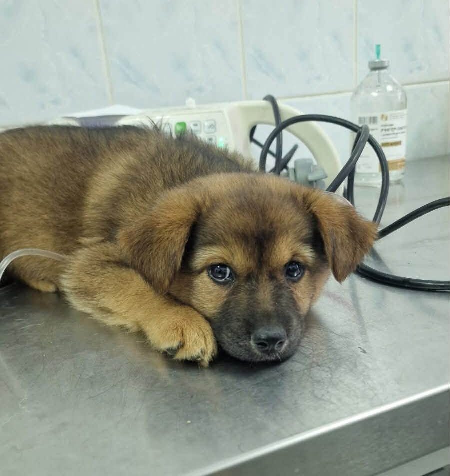 Two Puppies Are Fighting for Their Lives — Help Us Save Them!